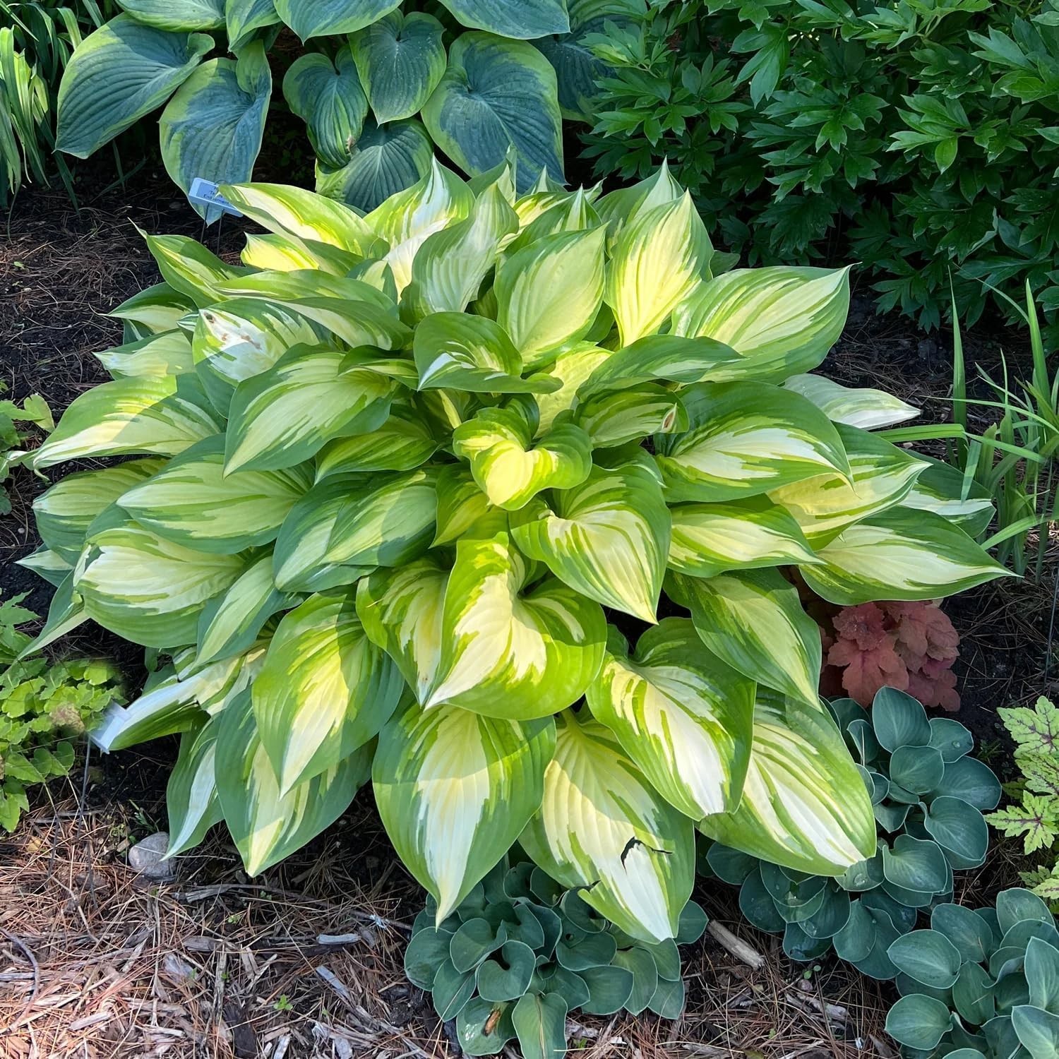 310+ Mixed Color Hosta Seeds for Planting – Hostas Seeds Rare Perennial, Flower