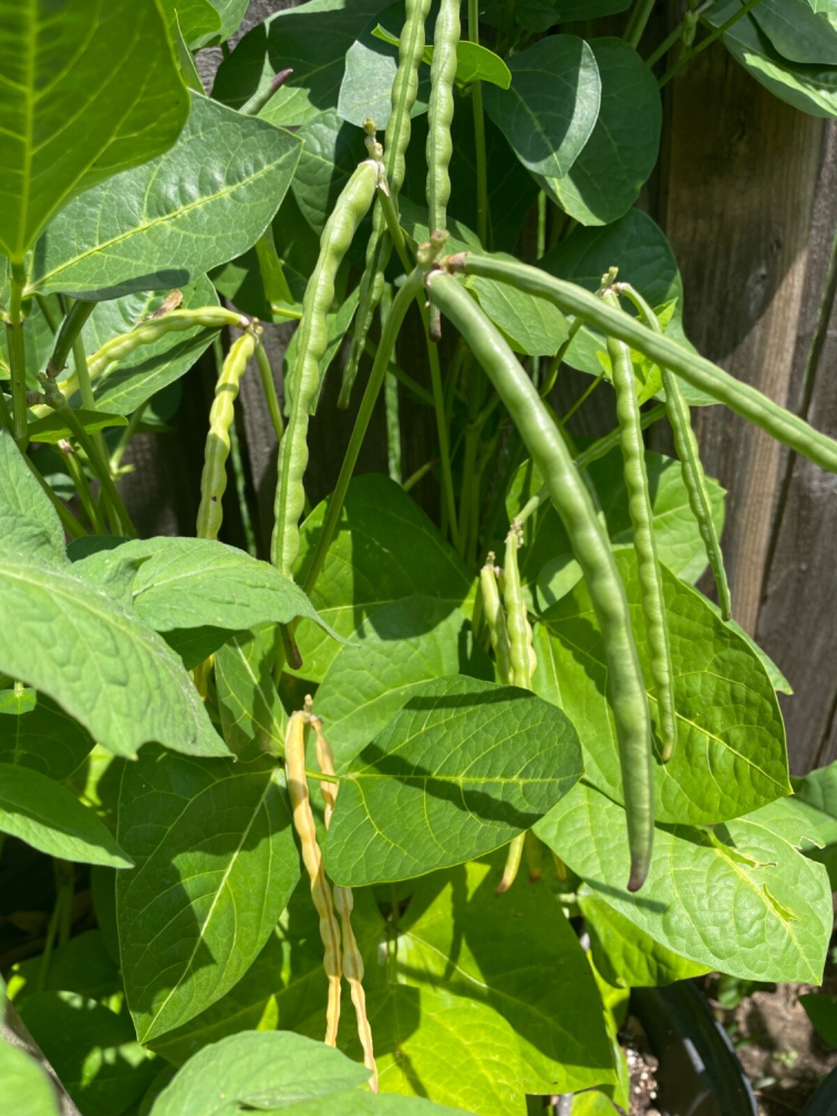 50+ Black-eyed Pea Seeds. Prolific Delicious