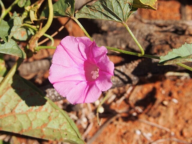 Ipomoea muelleri | Poison Morning Glory | 10 Seeds
