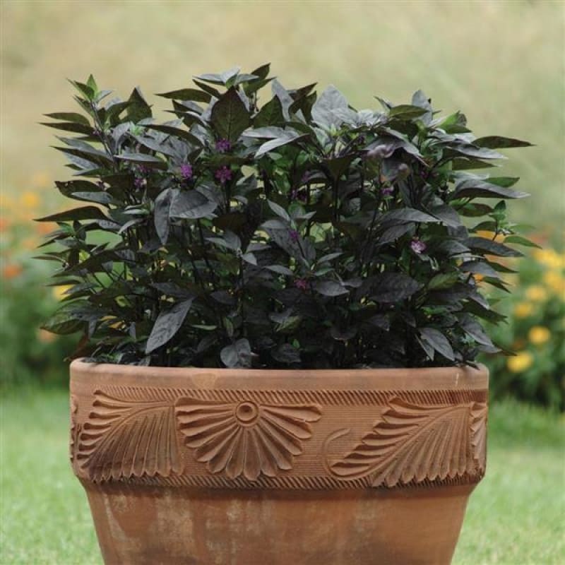Black Pearl Ornamental Pepper 10 Seeds Free Shipping!