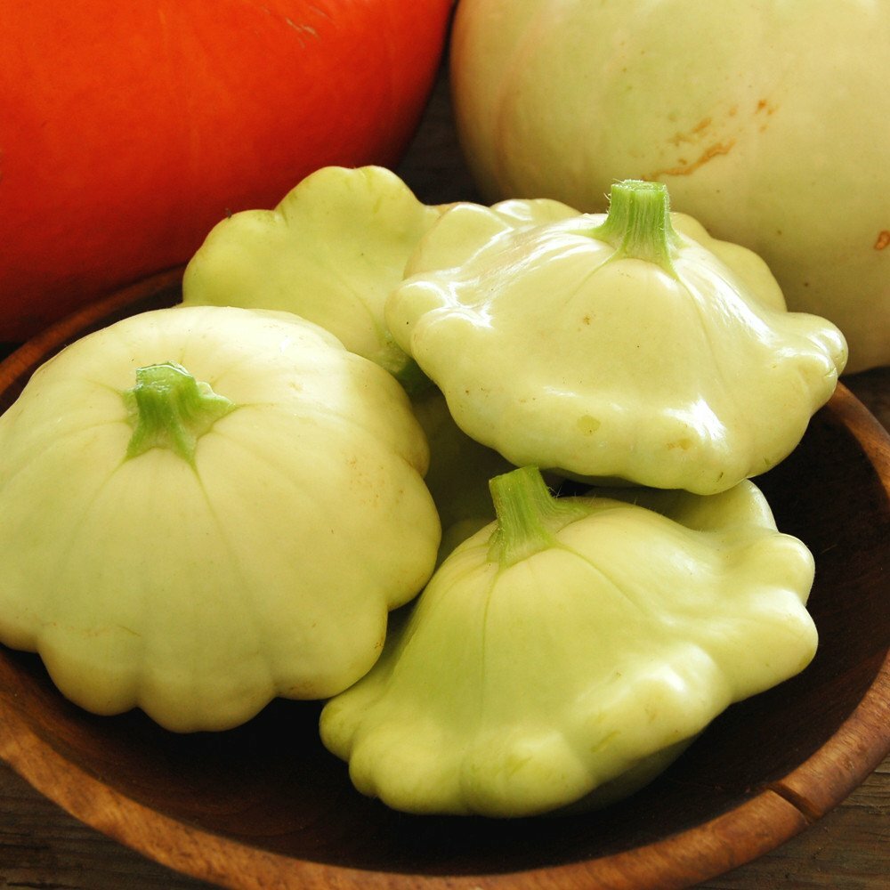 Bennings Green Tint Scallop Squash Seeds | Patty Pan Squash | 15 Seeds | 1123