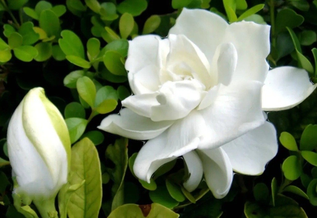 100 Seed Gardenia Jasminiodes Cape Jasmine Fragrant Shrub Bonsai