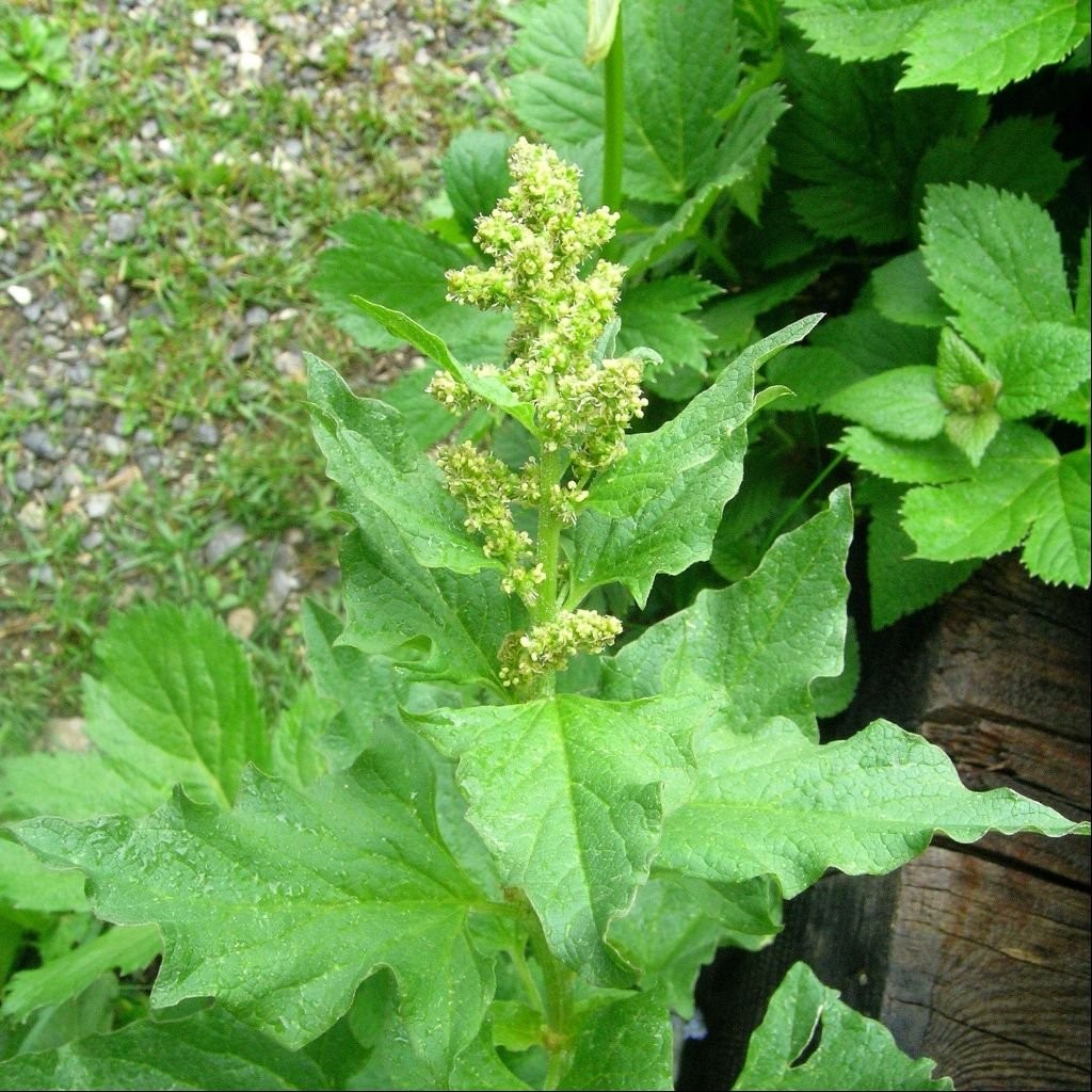 – Good King Henry Seeds for Planting – Rare Perennial Edible Herb – Chenopodi…