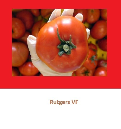 Heirloom Tomato Seeds Assortment – 8 Garden Favorites 200 total seeds