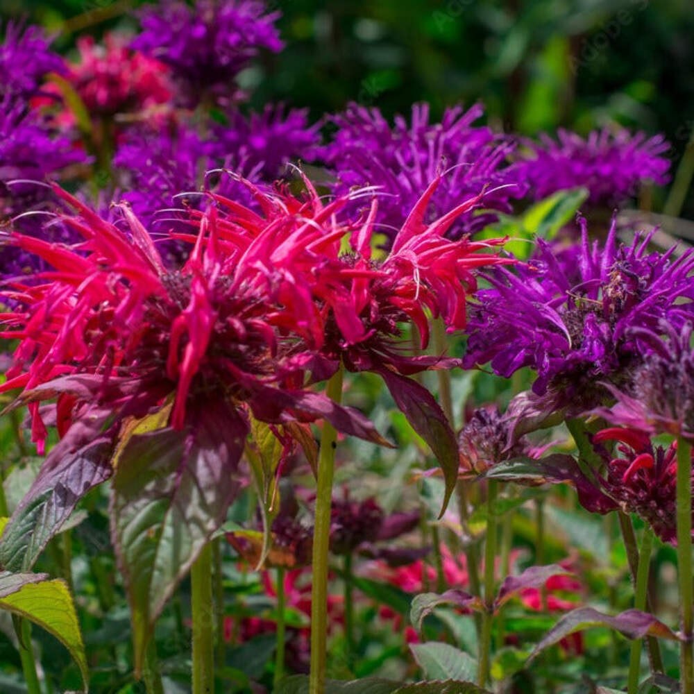 Bee Balm Mixed Seeds (Monarda fistulosa) ~Native Wildflower Pollinator Garden