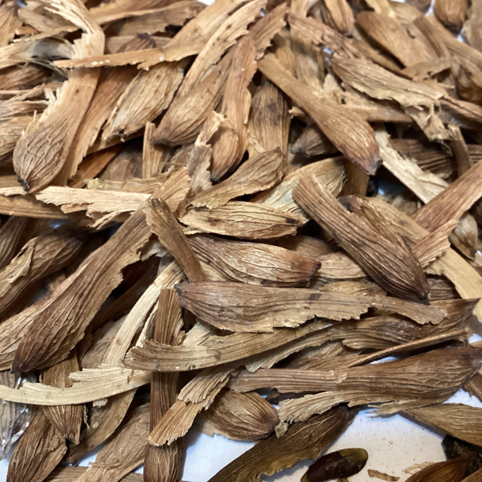 Silver Maple Tree Seeds (ACER SACCHARINUM) (Soft Maple, White Maple, Water Maple