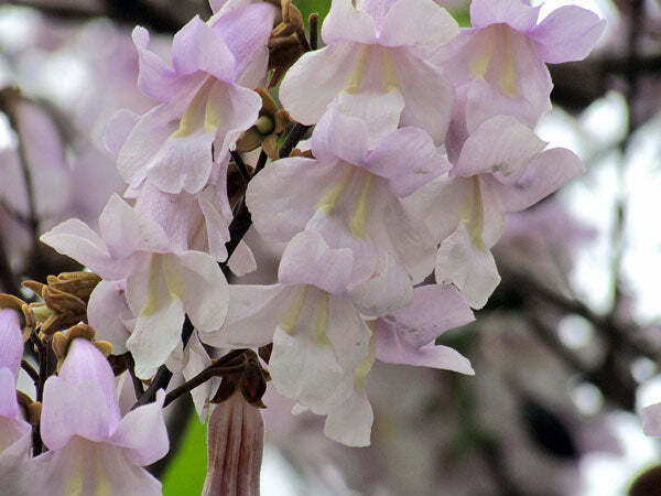 Paulownia tomentosa | Empress or Princess Tree | 50 Seeds