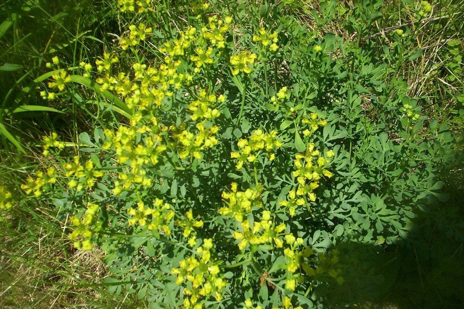 50 SEEDS RUE RUTA GRAVEOLENS