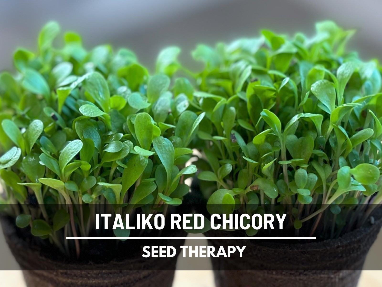 Red Italiko Chicory Seeds, Heirloom Culinary and Medicinal Herb, USA Grown