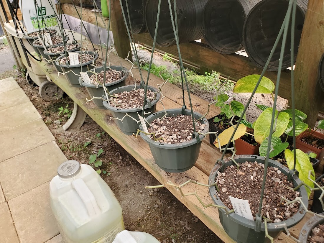 Decarya madagascariensis – Zig Zag Plant – Madagascar – 1 Rooted Branching