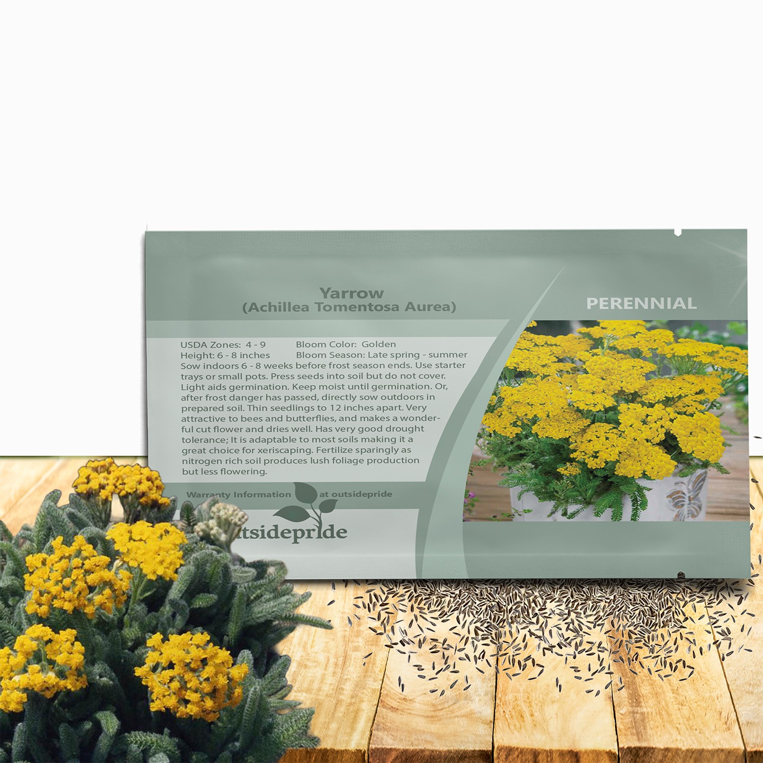 1000 Seeds Achillea Drought Tolerant Yarrow Seeds For Dwarf Ground Cover Plants