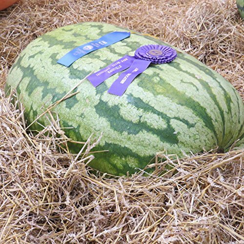 Carolina Cross Watermelon Seeds | 5 Seeds | Non-GMO | Free Shipping | 1046