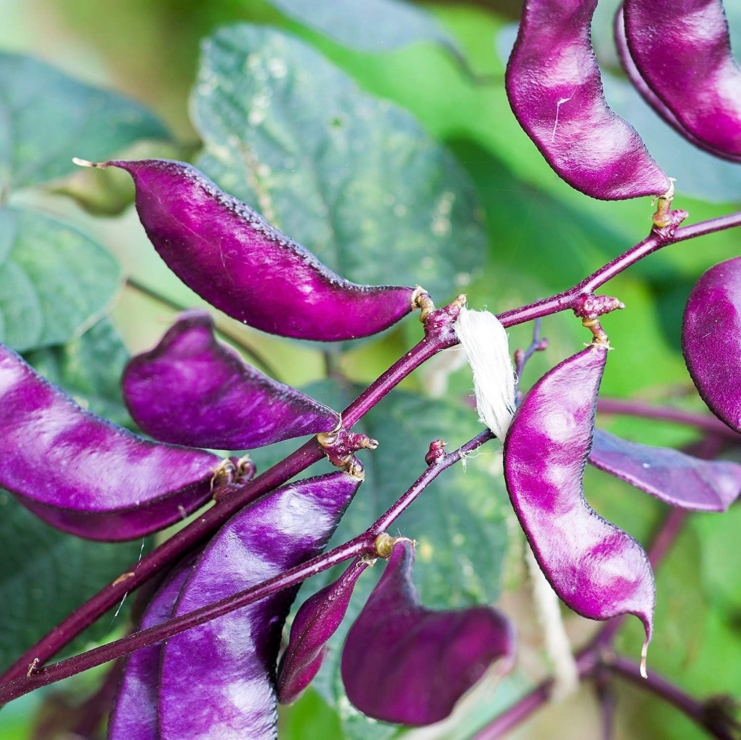 100 Pcs Red Lablab Beans – Edible Flowers, Fast-Growing Perennial Vines