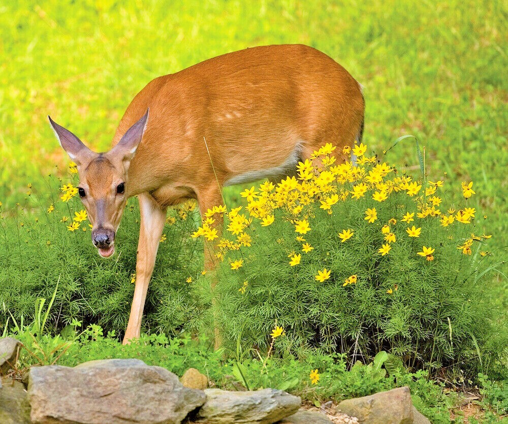 2000+DEER PROOF Native Wildflower Mix 15 Different Flowering Annual Perennial