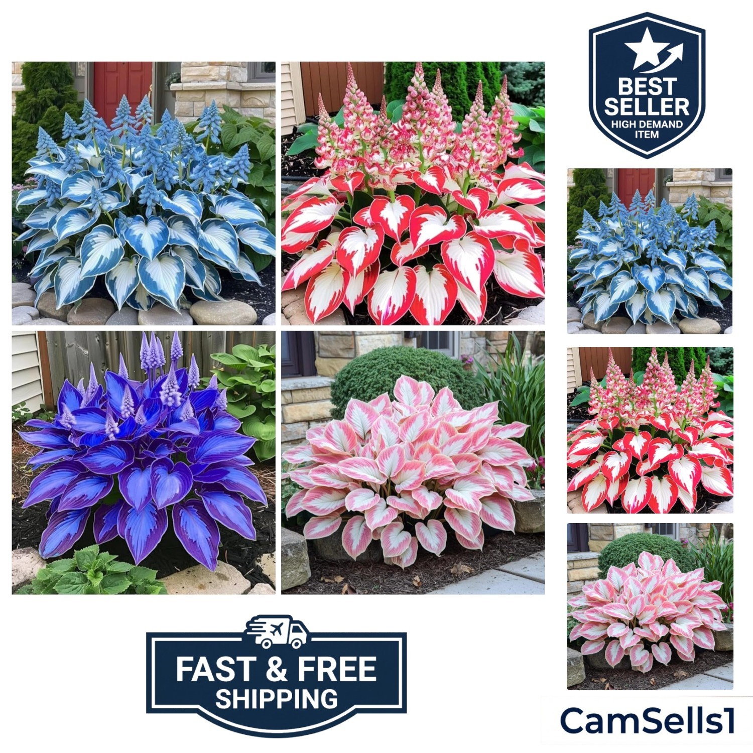 200+ Hosta Seeds Heart-Shaped Hosta Bare Roots – Rich Foliage, Low Maintenanc…