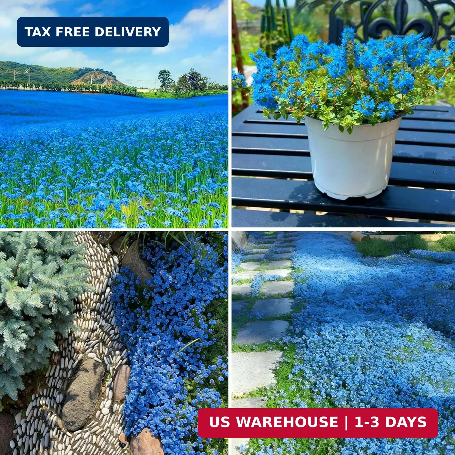 Blue Creeping Thyme Ground Cover Flower Seeds for Planting, 20000+pcs Perennial