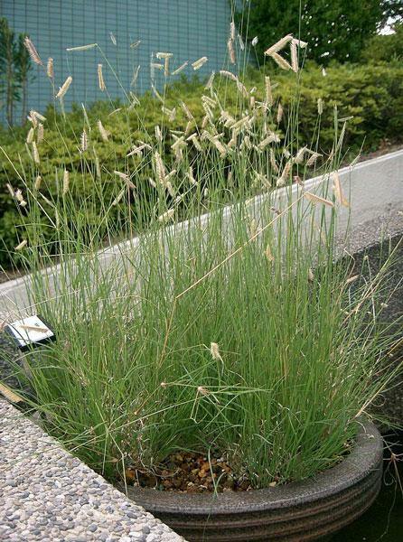 Bouteloua gracilis | Blue Grama | Eyebrow or Mosquito Grass | 100 Seeds