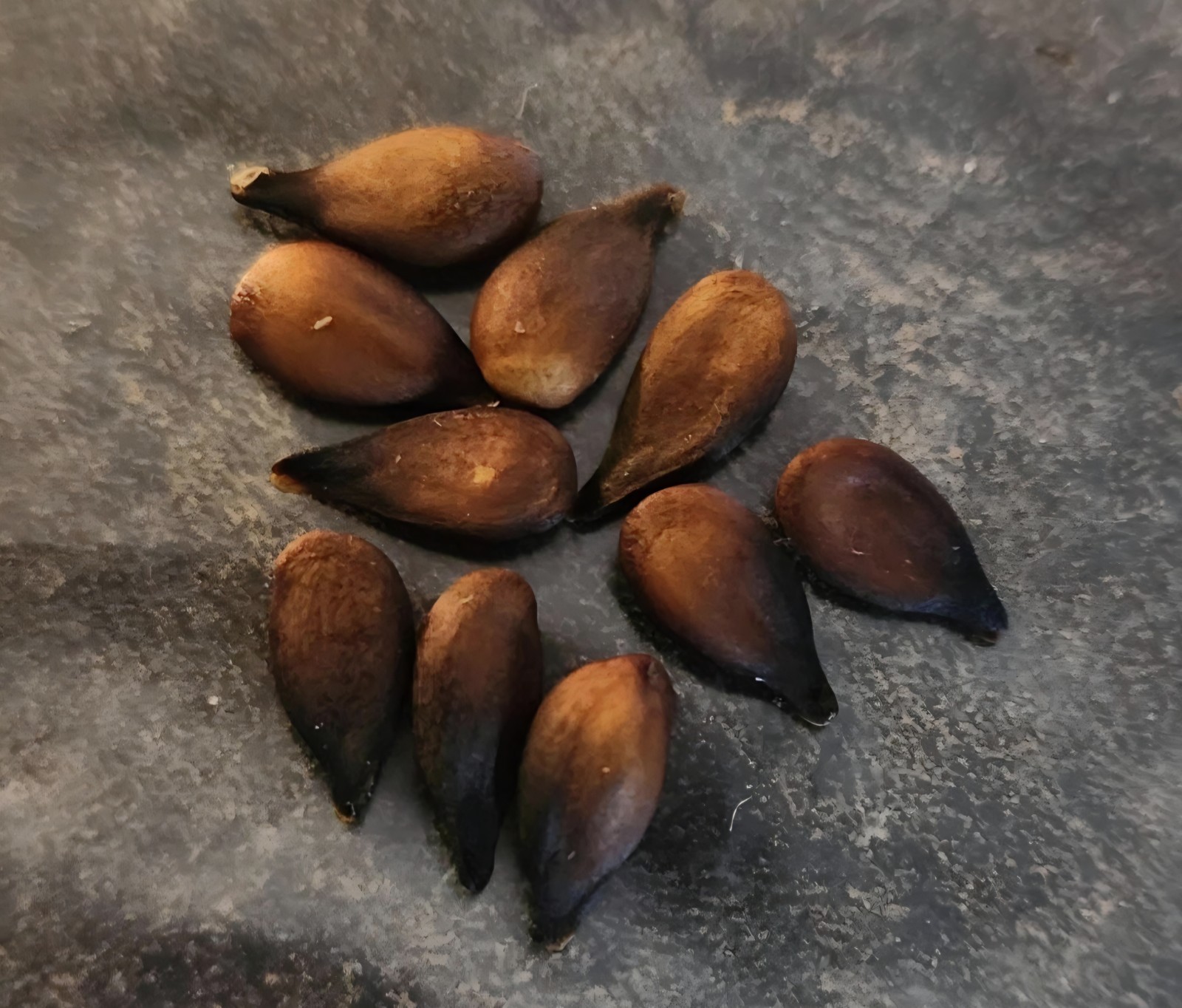 Pear Tree seeds