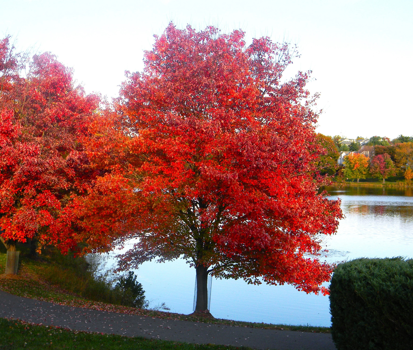 Red Maple Tree Seeds – For 2025 Planting Acer Rubrum Illinois Scarlet Canadian