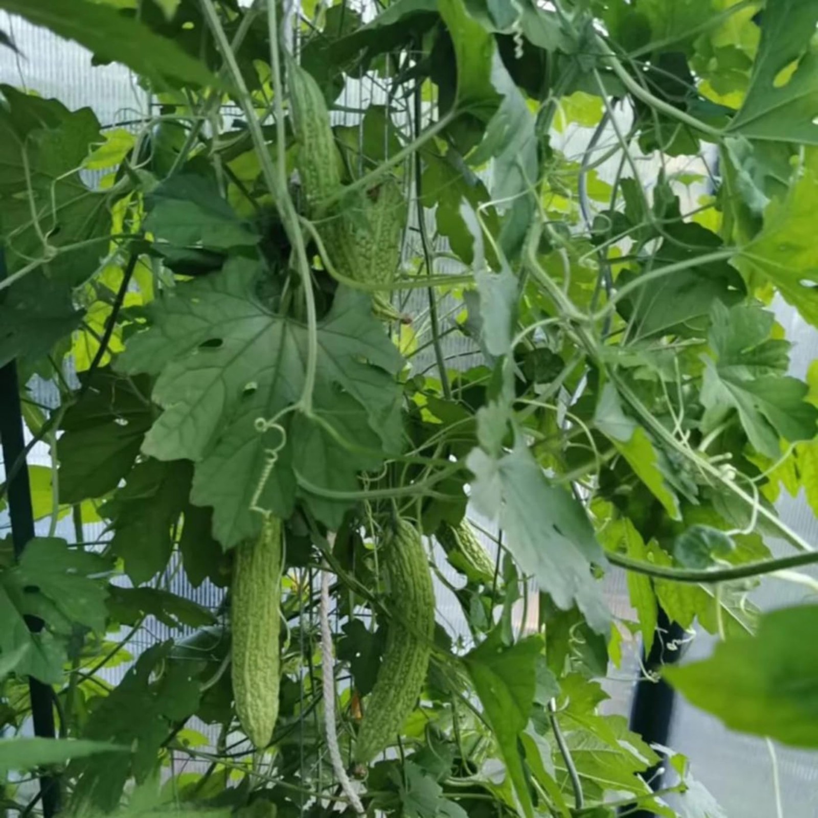 15 Bitter Melon Seeds – Popular Asian Vegetable Vine for Healthy Garden Growing