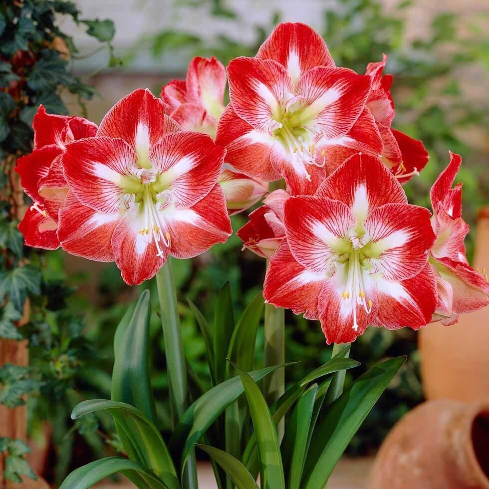AMARYLLIS ‘MINERVA’~28/+CM BULB~INDOOR FLOWERING PLANT; CHERRY-RED & WHITE BLOOM