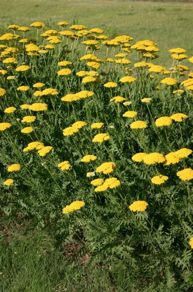 GoldenYarrow Yellow FernLeaf Achillea Filipendulina 300Seeds~BotanicalGardenClub