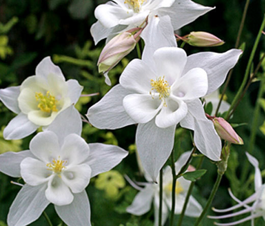 COLUMBINE CRYSTAL STAR Aquilegia Caerulea – 500 Bulk Seeds