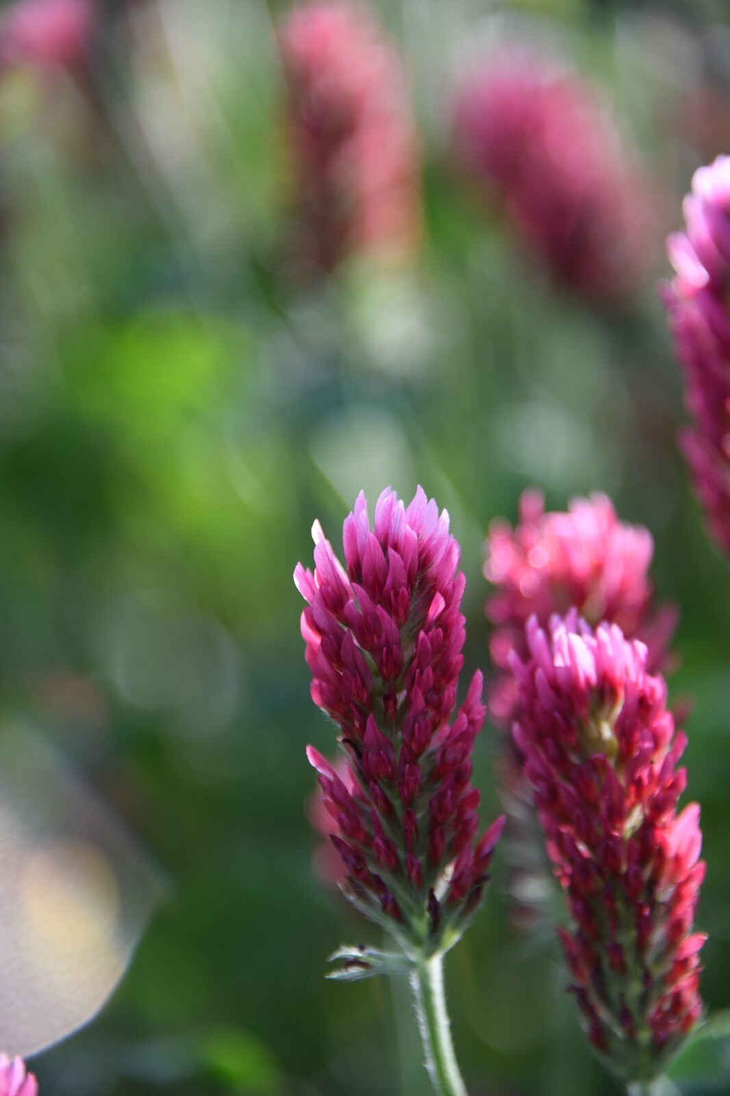 Crimson Clover Cover Crop Seeds For Planting – NON-GMO – Heirloom – Inoculated