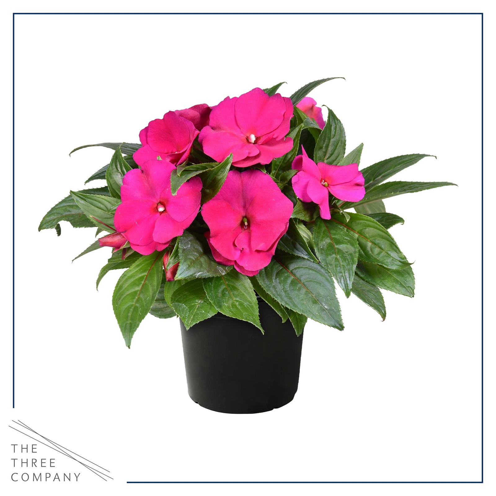 Live Flowering New Guinea Impatiens Shades of Pink 3 Plants Per Pack Beauti…