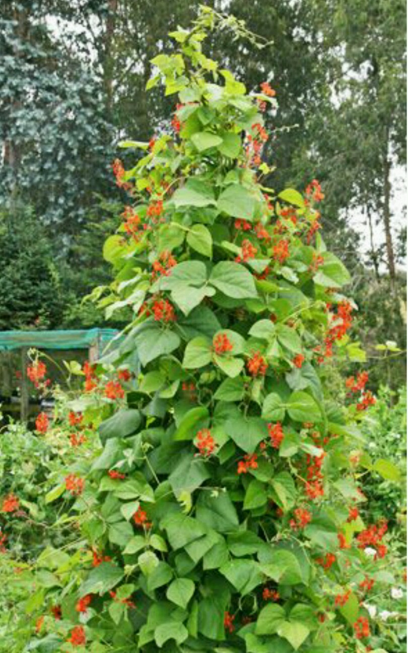 SCARLET RUNNER POLE BEAN-50 Seeds Ornamental & Edible!
