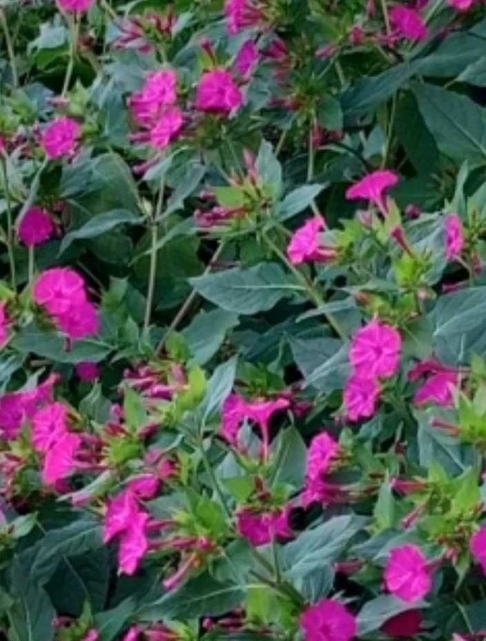 Four O’Clock FUSCHIA, DEEP COLOR Flowers – Perennial – 30 Seeds.