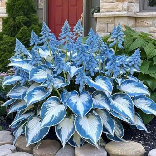 285+ Perennial Rainbow Hosta Seeds, Easy Grow Garden Foliage Heart-Shaped