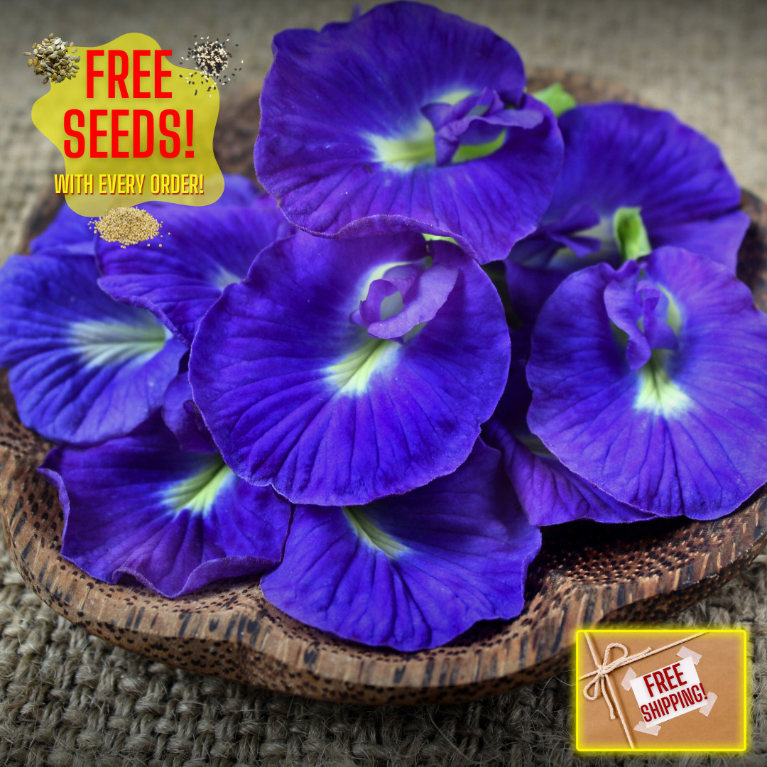 Fresh Butterfly Pea Seeds | Flower | Heirloom Non-GMO | Asian Flower Seeds