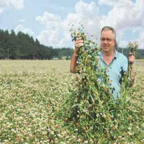 5 LBS – Inoculated FIXatioN Balansa Clover: Bio-Massive Drought Tolerant