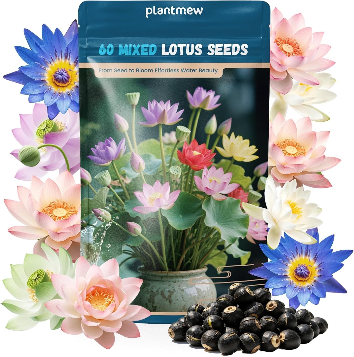 Water Lotus Seeds for Planting, 60 Mixed Bowl Lotus Seeds, Water Lily, Pond