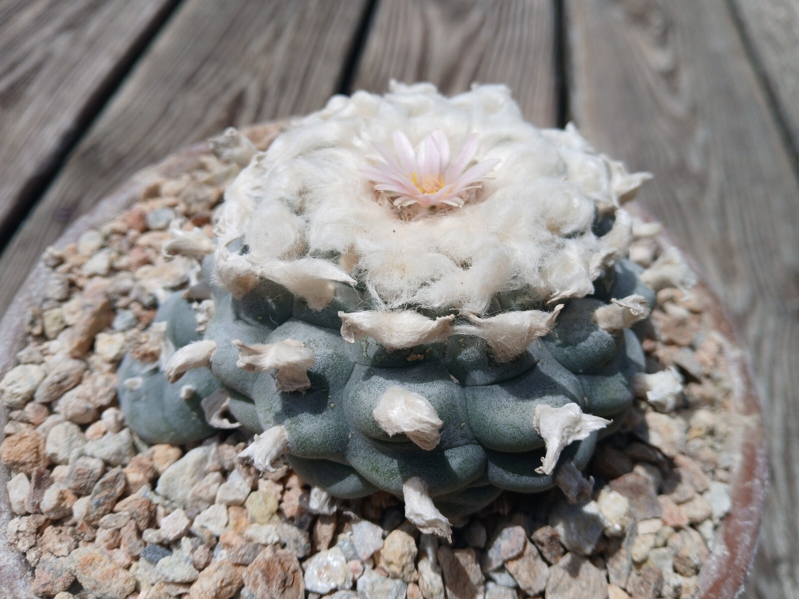 30 Seeds – Loph (willi) var. Texan(a) – Button Cactus (US Seller)