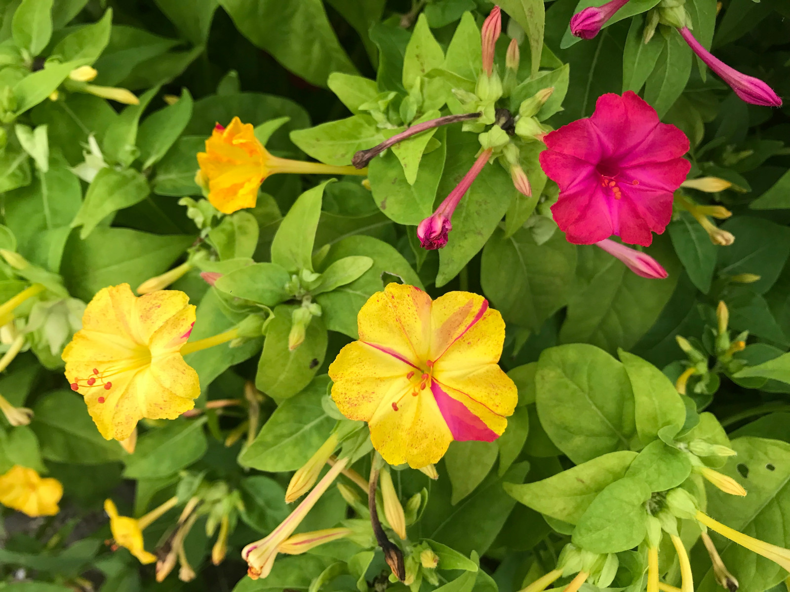 Pink And Yellow Four O’ Clock Seeds | Mirabilis Jalap Marvel of Peru Seed 2025