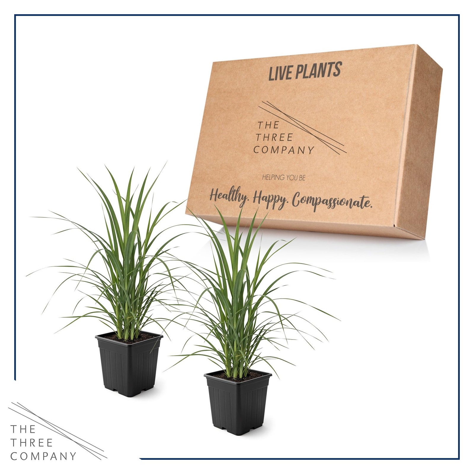 White Pampas Grass 2 Pack 10″ Tall Perennial Accent Plant in 1.5 Qt Pot