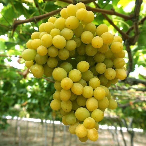 Very Sweet & Flavorful Cotton Candy Grape – 12 Seeds 2024 – USA
