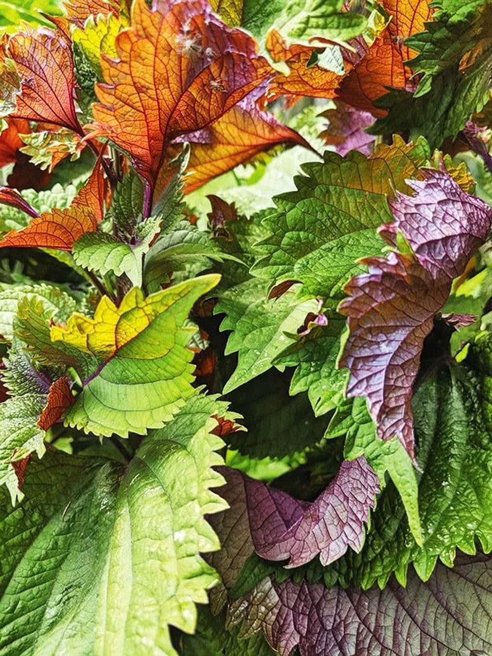 200 Pcs Non-GMO Shiso Seeds for Planting – Red Perilla Heirloom Herb Seeds