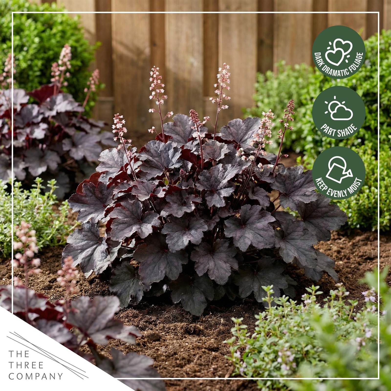 Heuchera Coral Bells 2Pack Black Olive Shade Perennial Foliage Plant 10″