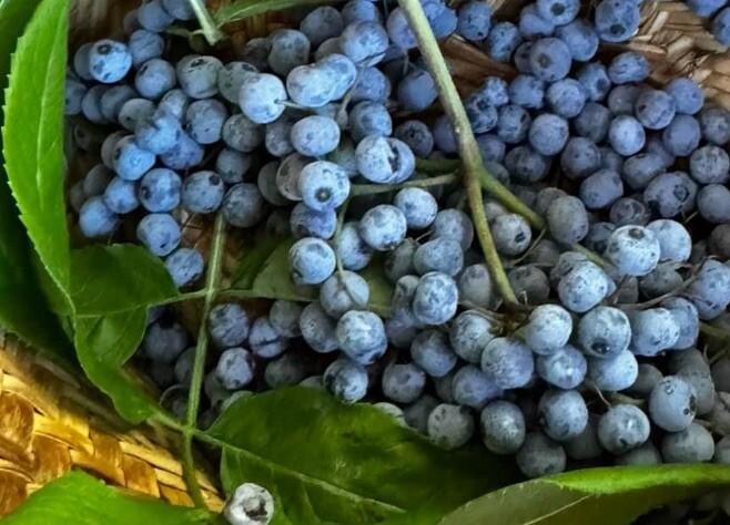 50+ SEEDS Blue Elderberry Seeds (Sambucus Caerulea) With FREE Poha Berry Seeds
