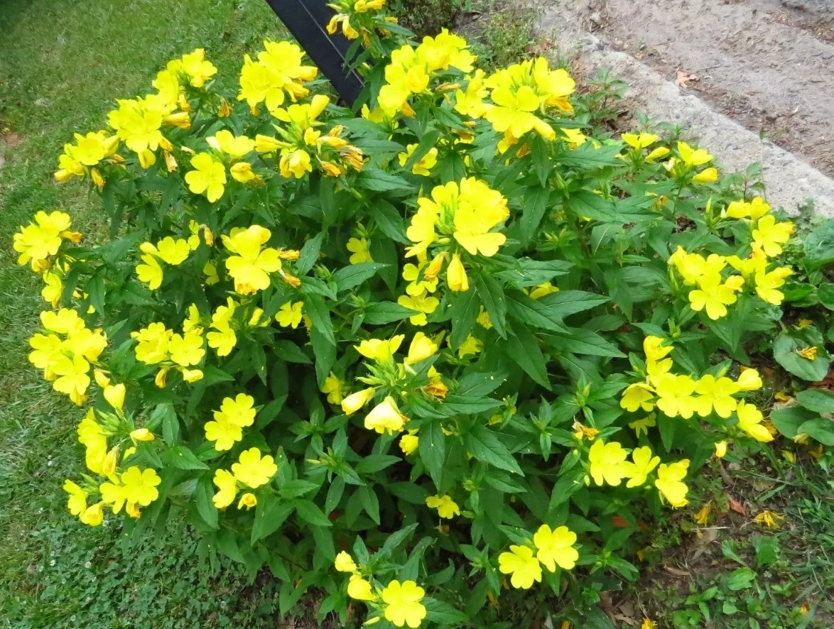 25 Common Evening Primrose Seeds, Yellow Flower Clusters.Perennial.
