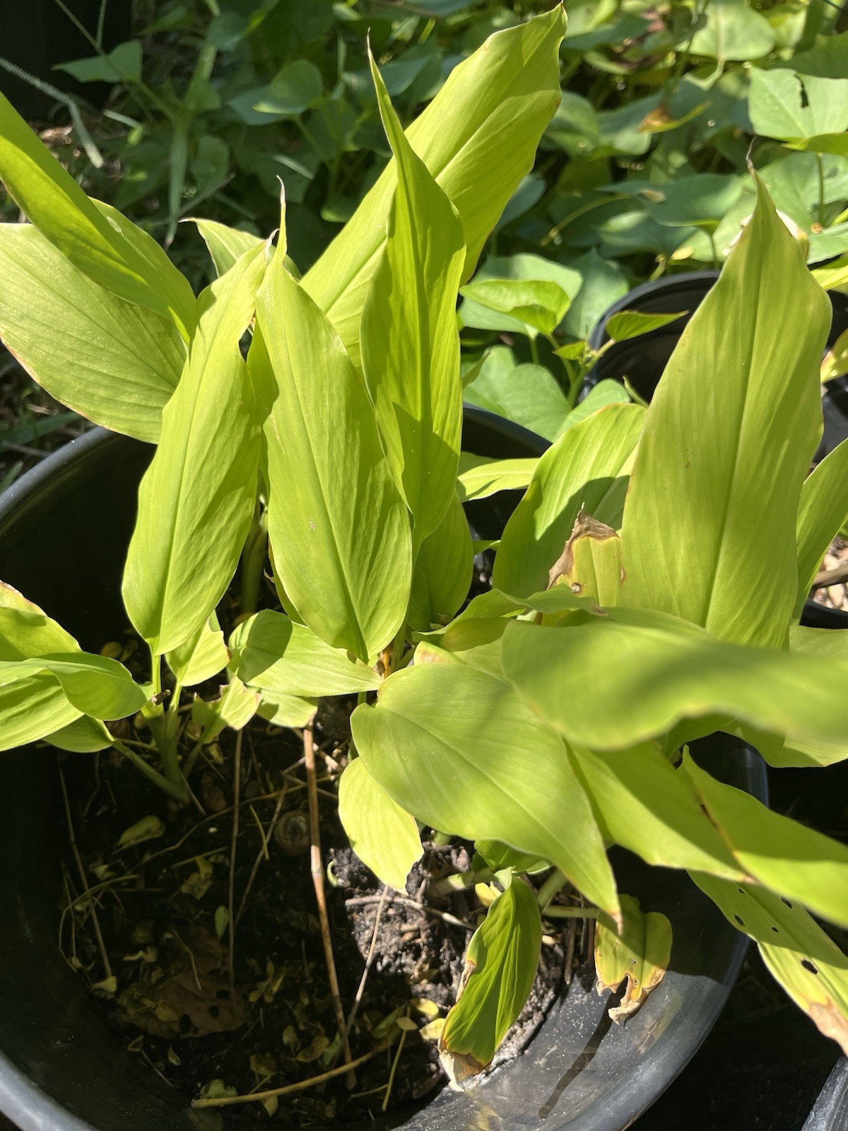 10 PCs Turmeric Roots Curcuma Longa Ready To Plant 3-4”-free shipping