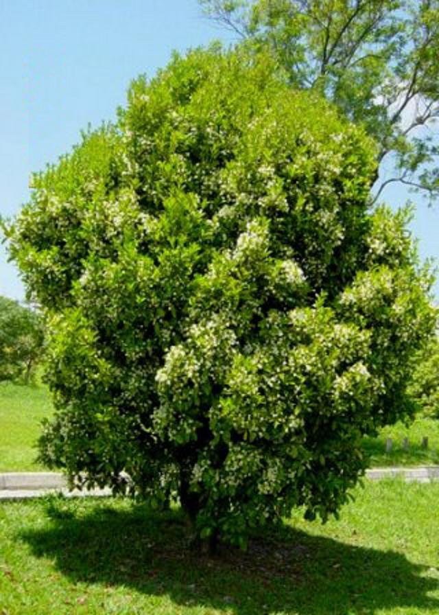 ~GRUMICHAMA~ Eugenia braziliensis FRUIT TREE Brazilian Cherry sml starter Plant