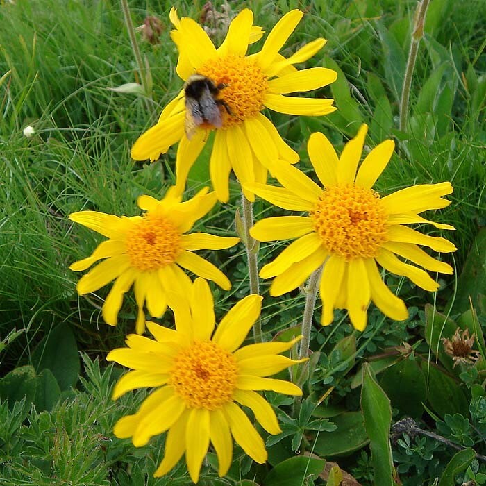 Arnica Bruisewort Organic Medicinal Herb Mountain Arnica montana – 30 Seeds