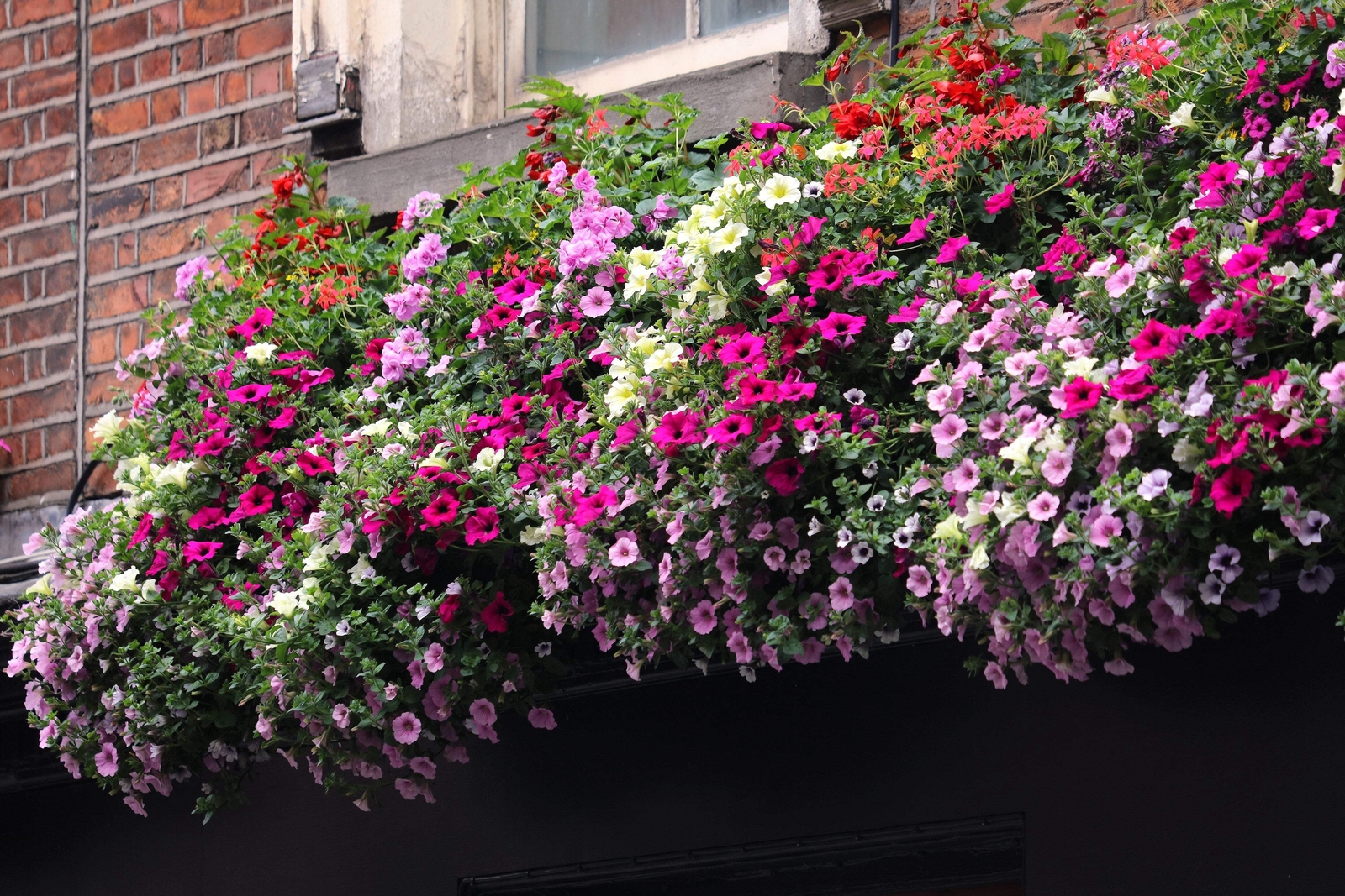 250 MIXED COLORS PETUNIA Red Pink White Purple ++ Flower Seeds *Flat S/H