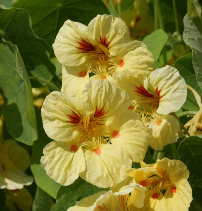 Nasturtium PEACH MELBA Dwarf 8-14″ Tender Perennial Edible Non-GMO USA 25 Seeds
