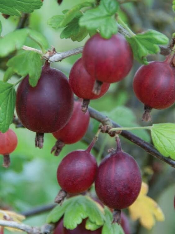 Captivator Red Gooseberry Plant well rooted starter plant 6-12 inches tall