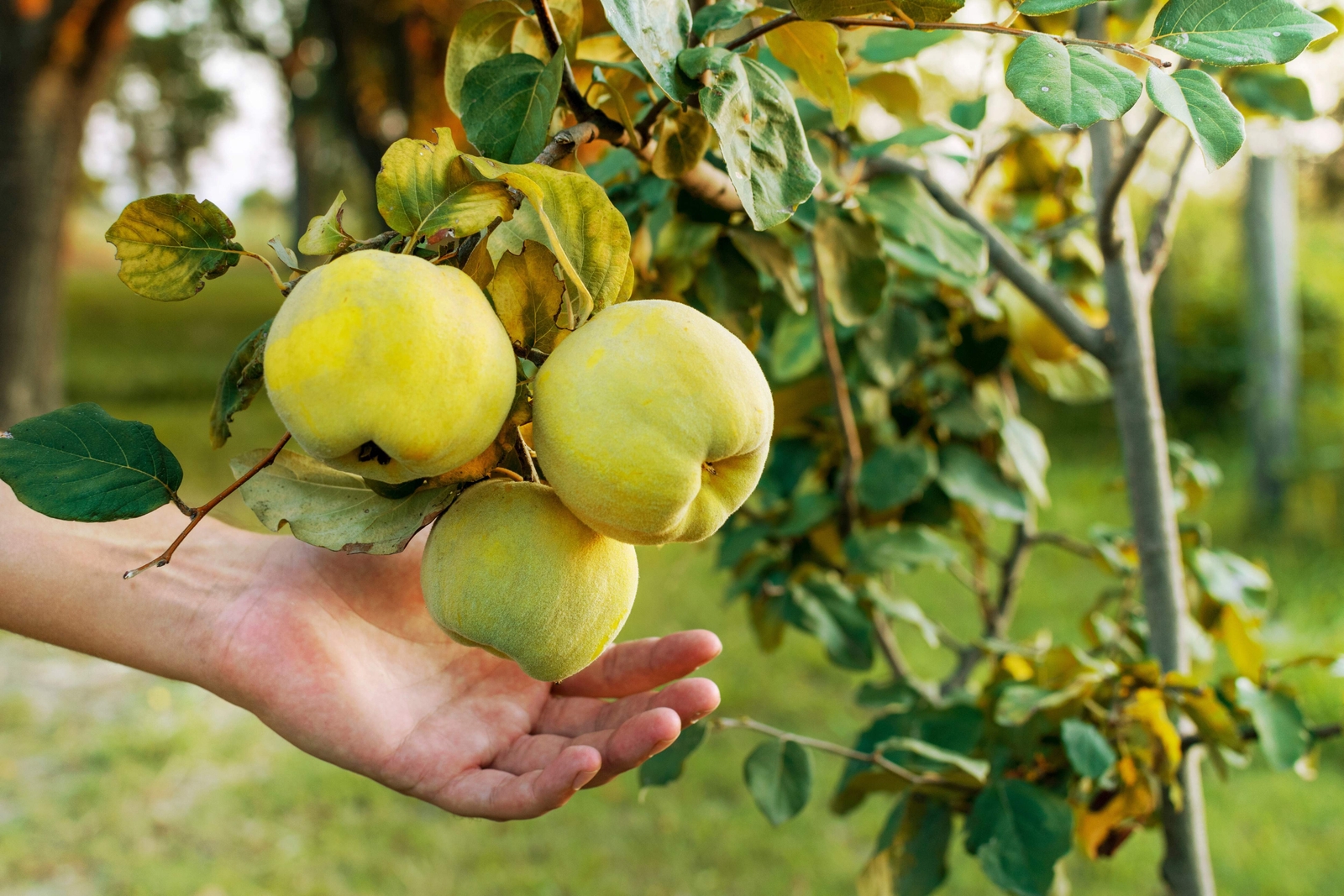20 COMMON CULINARY QUINCE Fruit Tree Cydonia Oblonga Flowering Shrub Seeds